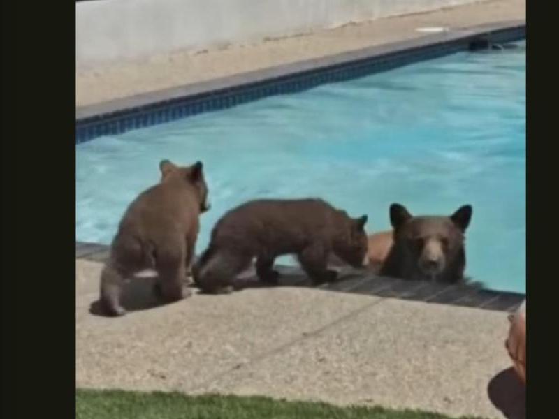 Αρκούδα έκανε... βουτιά σε πισίνα σπιτιού με τα μικρά της (Video)