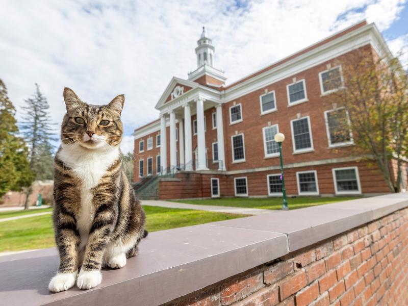 Μαξ ο Διδάκτορας: Πανεπιστήμιο δίνει διδακτορικό σε ...γάτο!