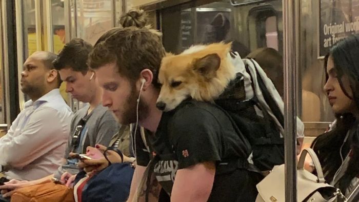 dog in a bag σκύλος σε τσάντα