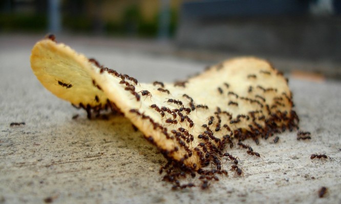 Image result for μυρμήγκια