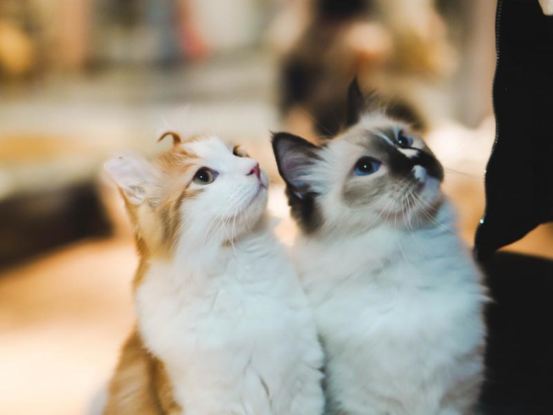 Όσα λένε οι γάτες μεταξύ τους: Ερευνά κατέγραψε 300 εκφράσεις τους