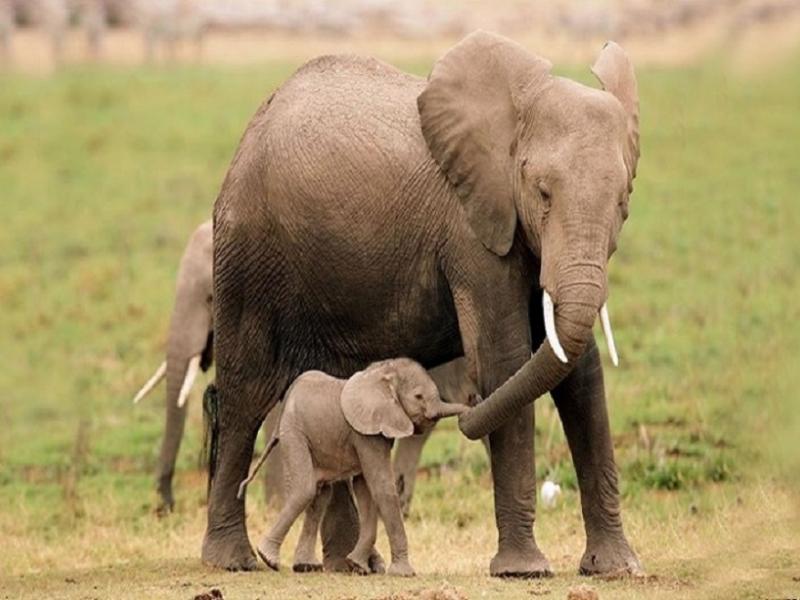 Γιατι μειώνεται ο πληθυσμός των ελεφάντων στην Αφρική;
