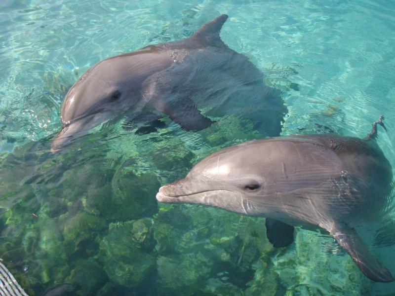 έρευνα δελφίνια