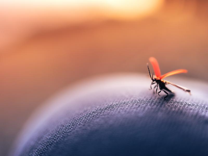 Τα κουνούπια απειλούν την Ευρώπη: Δεκαπλασιάστηκαν τα κρούσματα γάγκειου πυρετού και ελονοσίας