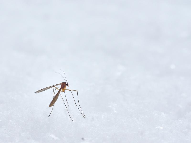 Τα κουνούπια προτιμούν συγκεκριμένη ομάδα αίματος – Γιατί τσιμπάνε κάποιους περισσότερο