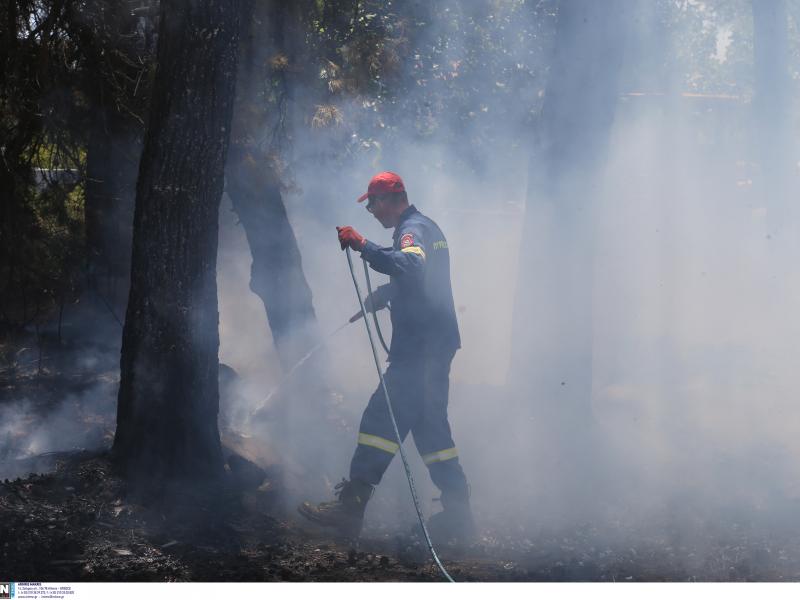 Αγιά Λάρισας: Φωτιά σε δασική έκταση