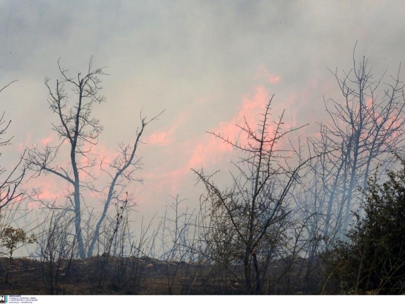 Φωτιές: Τα δάση και οι περιοχές της Ανατολικής Αττικής που θα κλειδώνουν σε δείκτη επικινδυνότητας 4 και 5