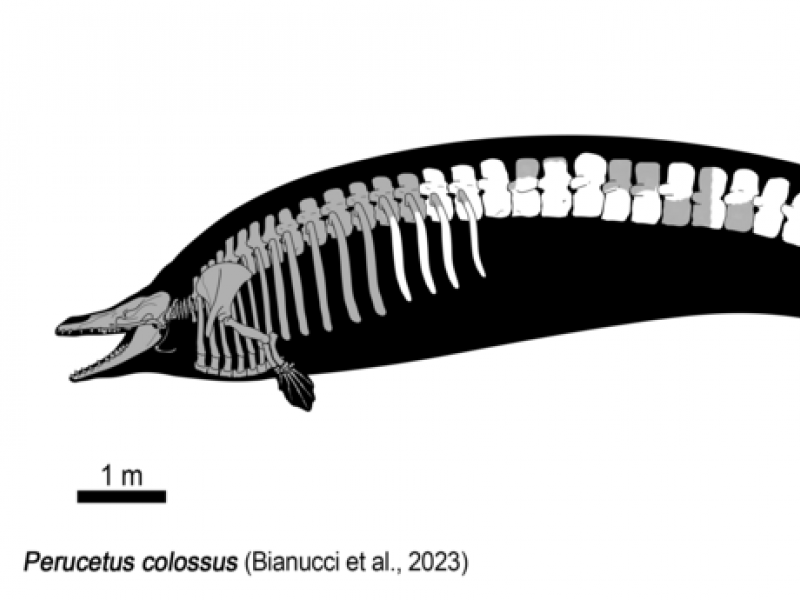 Perucetus_colossus_Holotype_skeletal_drawing