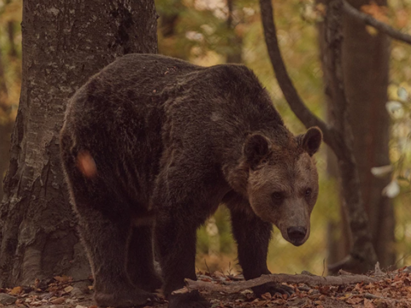 Γρεβενά: Νεκρή αρκούδα από δηλητηριασμένο δόλωμα σε χωριό