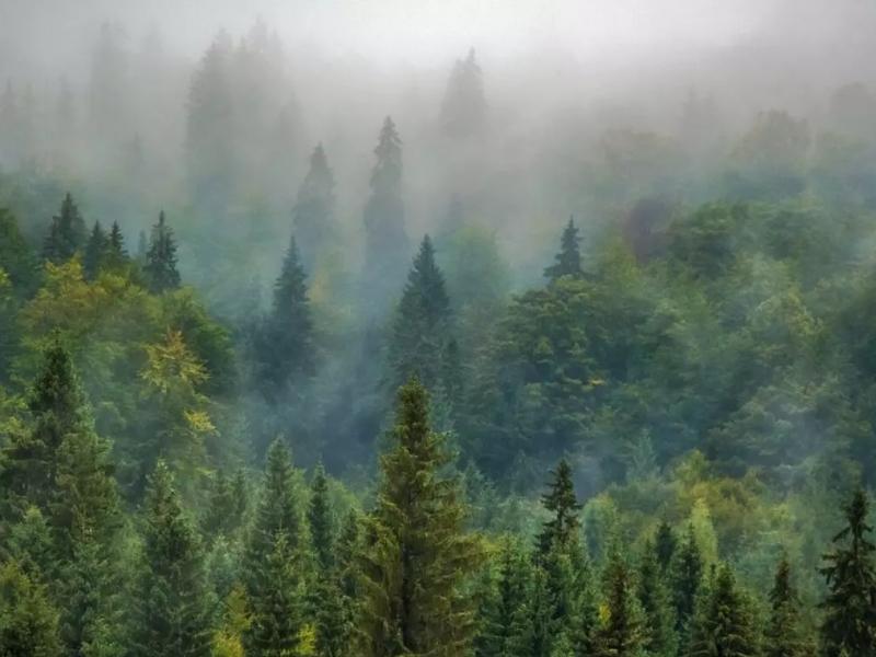 Αυτό είναι το αρχαιότερο δάσος στη Γη - Πού βρίσκεται