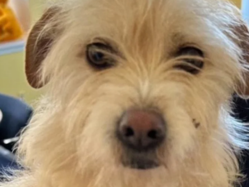 To μυστήριο της Μίσκα: Πώς μια σκυλίτσα διένυσε 4.000 χιλιόμετρα και βρέθηκε μετά από 9 μήνες 