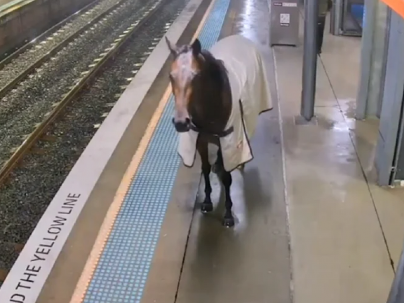 Άλογο δραπέτευσε από τον ιδιοκτήτη του και έκανε βόλτες σε... σιδηροδρομικό σταθμό (Vid)