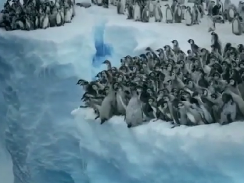Είναι ατρόμητοι! - Μωρά πιγκουίνοι κάνουν την πρώτη τους βουτιά από ύψος 15 μέτρων (Vid)