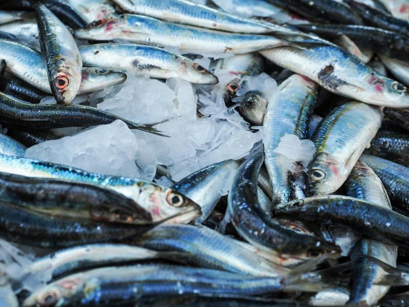 Προσοχή: Ποια είναι τα πιο μολυσμένα ψάρια που θα βρείτε στην αγορά