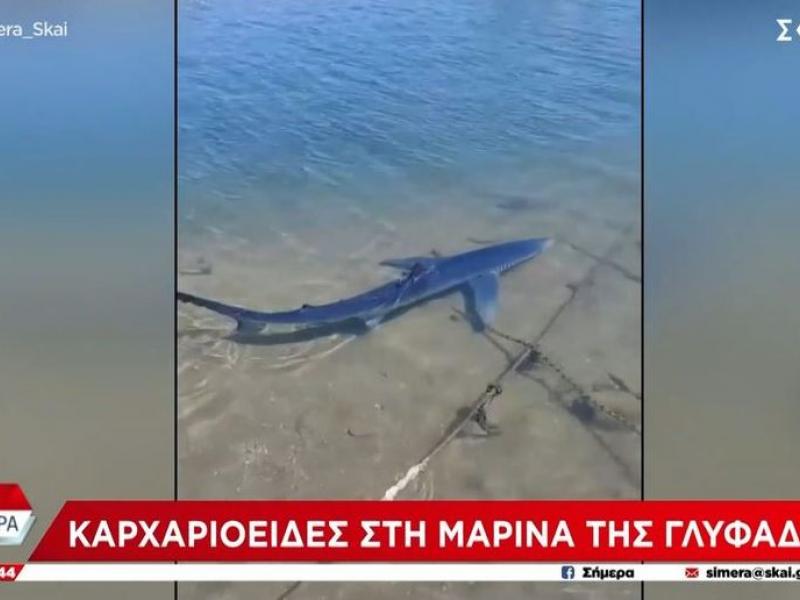 Μαρίνα Γλυφάδας: Καρχαρίας βγήκε στα ρηχά (Βίντεο)