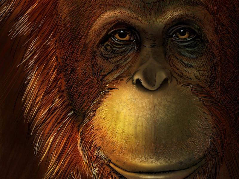 Ο Γιγαντοπίθηκος της Κίνας υπήρξε ο μεγαλύτερος πίθηκος που έζησε στη Γη