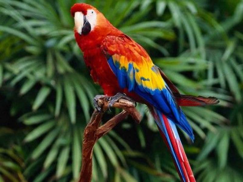 Ζωολογικός κήπος εφαρμόζει μέτρα για να περιορίσει τις βρισιές των παπαγάλων