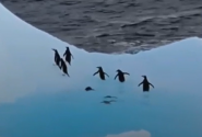 πιγκουινοι