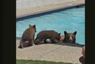 Αρκούδα έκανε βουτιά σε πισίνα