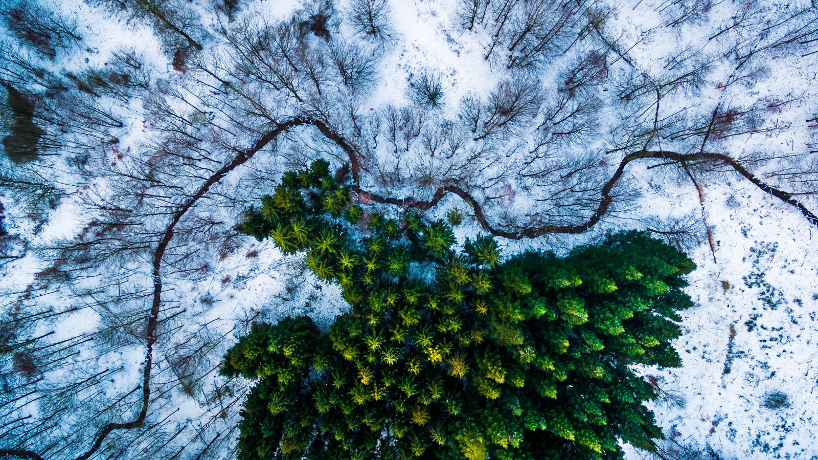 Το δάσος Kalbyris στη Δανία (Michael Bernholdt/Dronestagram)