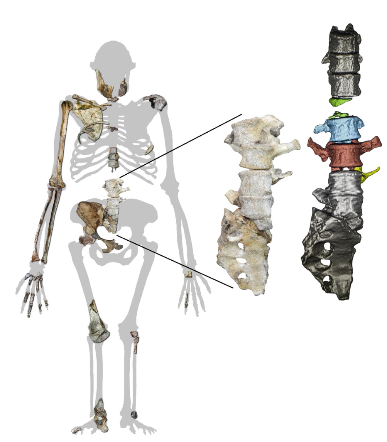 aystralopithikos_1.jpg aystralopithikos_1.jpg