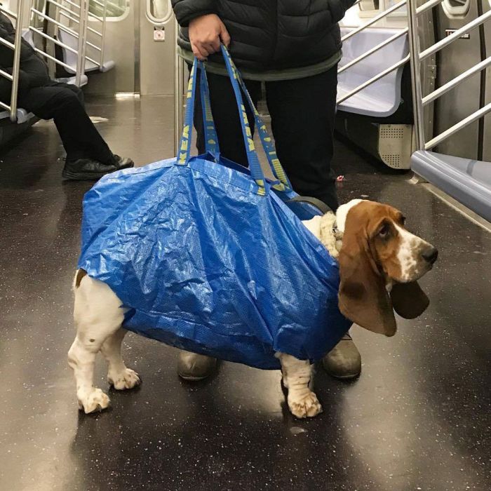 dog in a bag σκύλος σε τσάντα