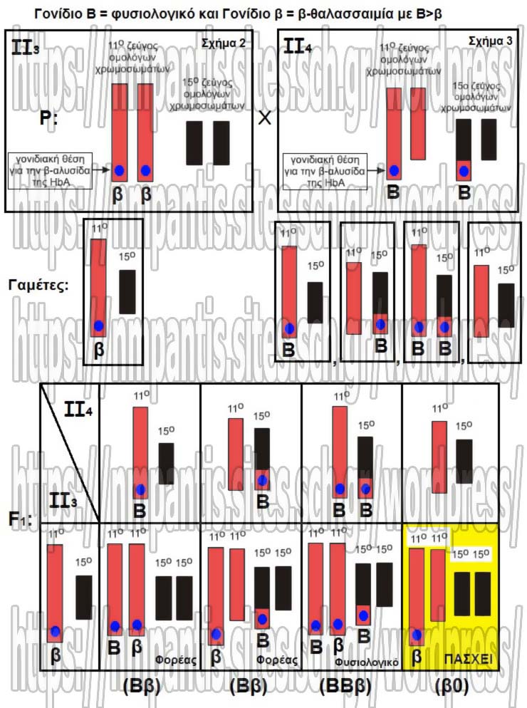 erotima viologia 4