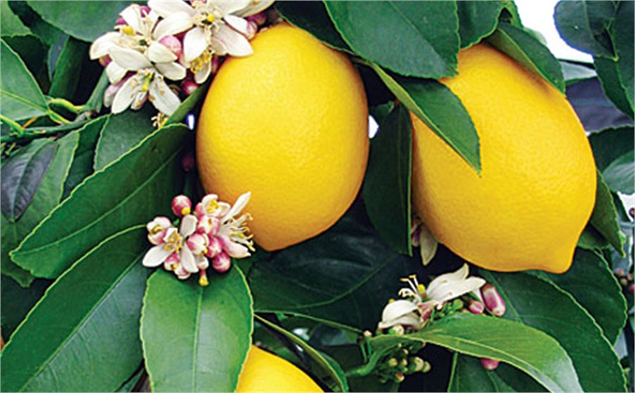 lemonia_freka.jpg lemonia_freska