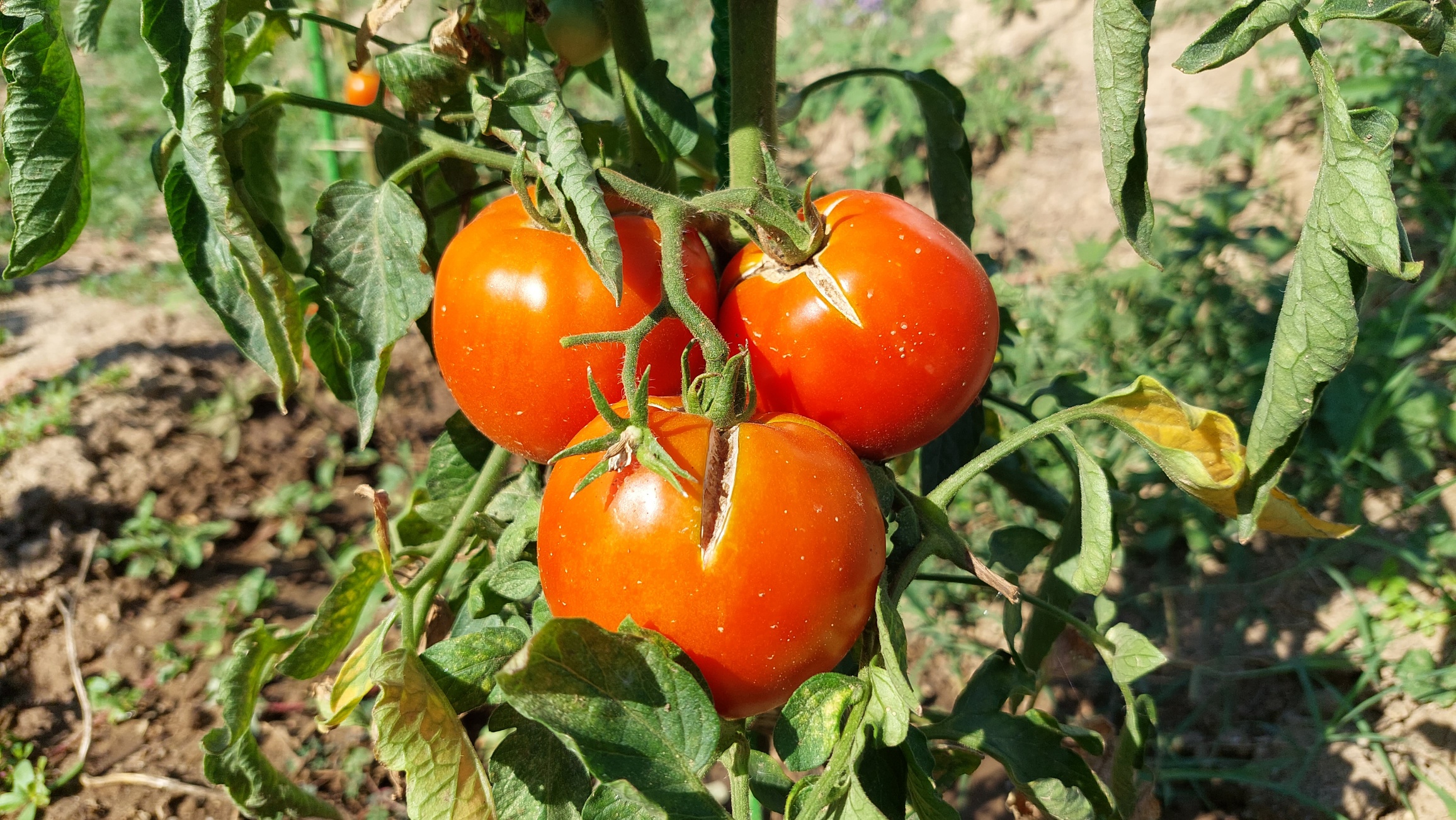 ntomates.jpg ntomates.jpg