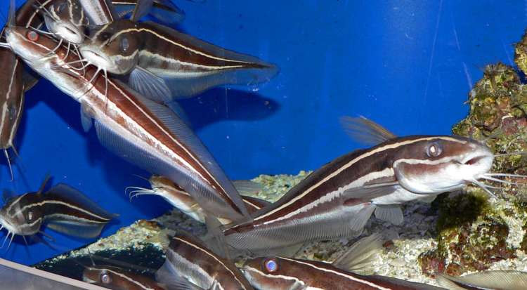 plotosus-lineatus1-750-e1496221514391.jpg plotosus-lineatus1-750-e1496221514391.jpg