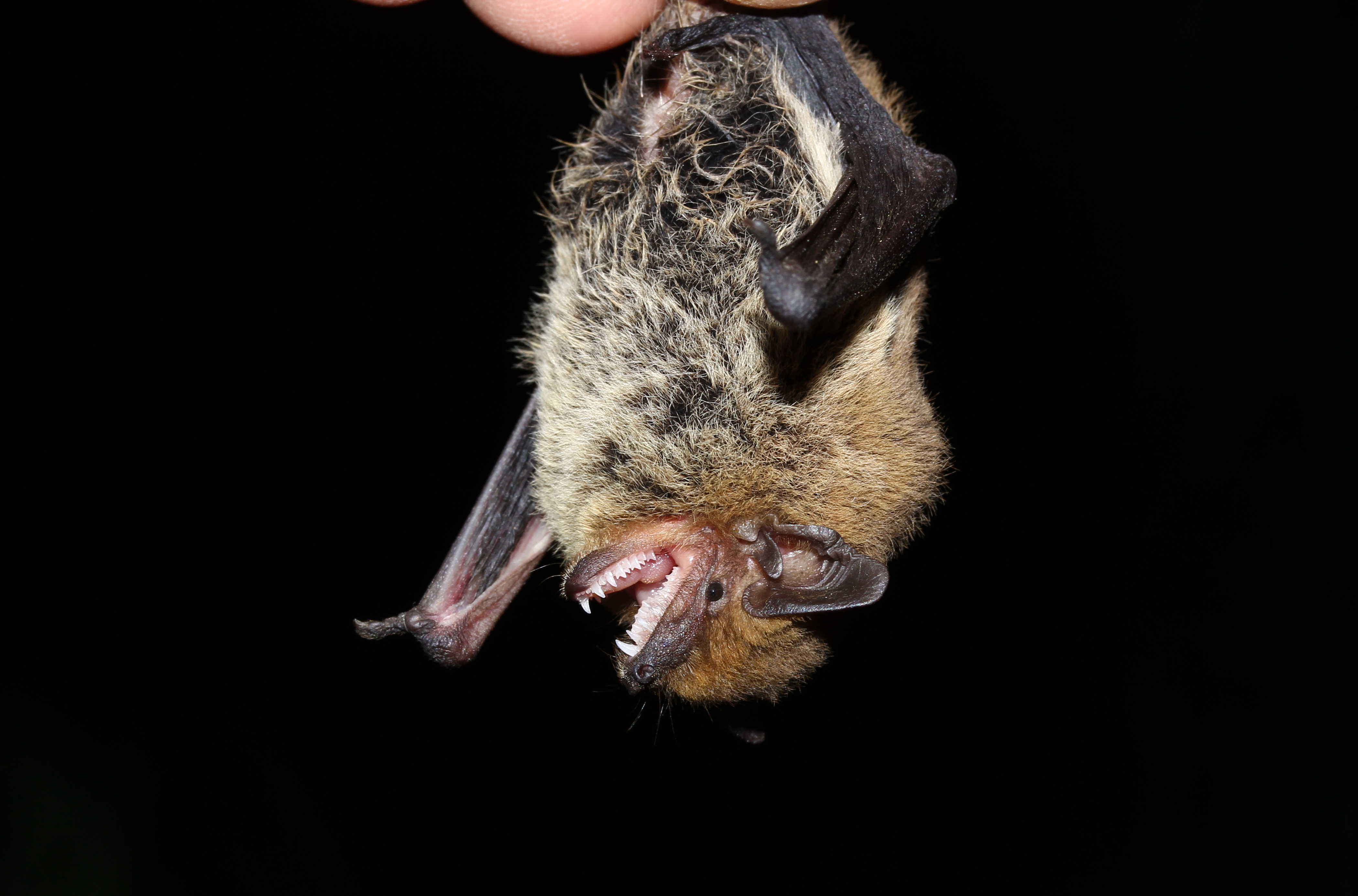 51b_pipistrelluskuhliiathalastrahighwaybridge12may14.jpg 51b_pipistrelluskuhliiathalastrahighwaybridge12may14.jpg