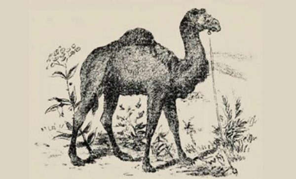 kamila.jpg