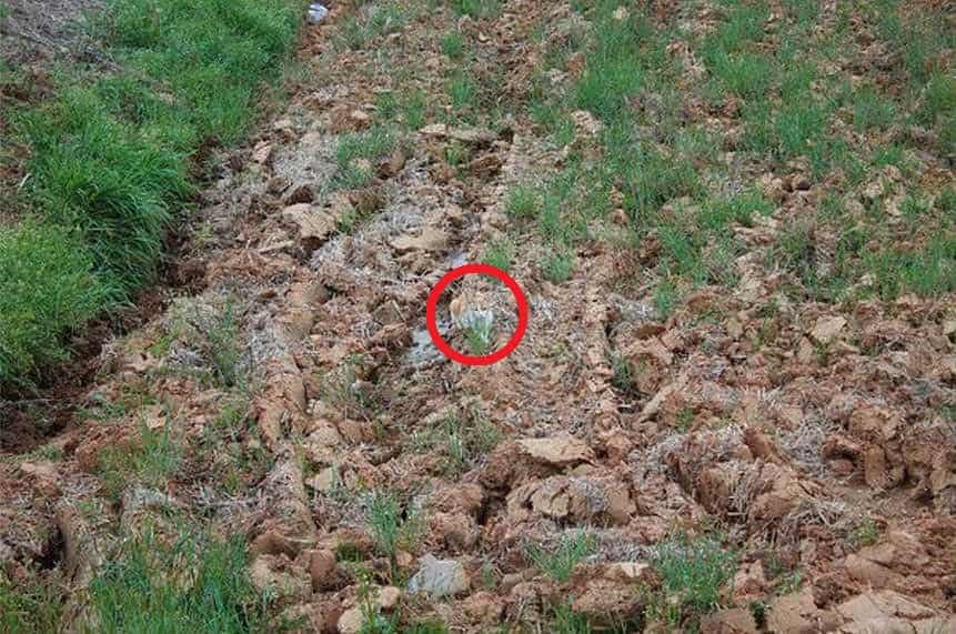find-cat-solved.jpg Οπτική ψευδαίσθηση με γάτα