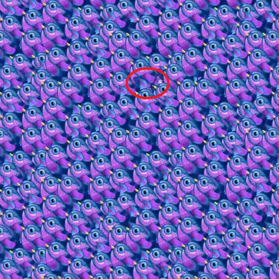 butterfly-solved-min.jpg Οφθαλμαπάτη με πεταλούδες - Η λύση