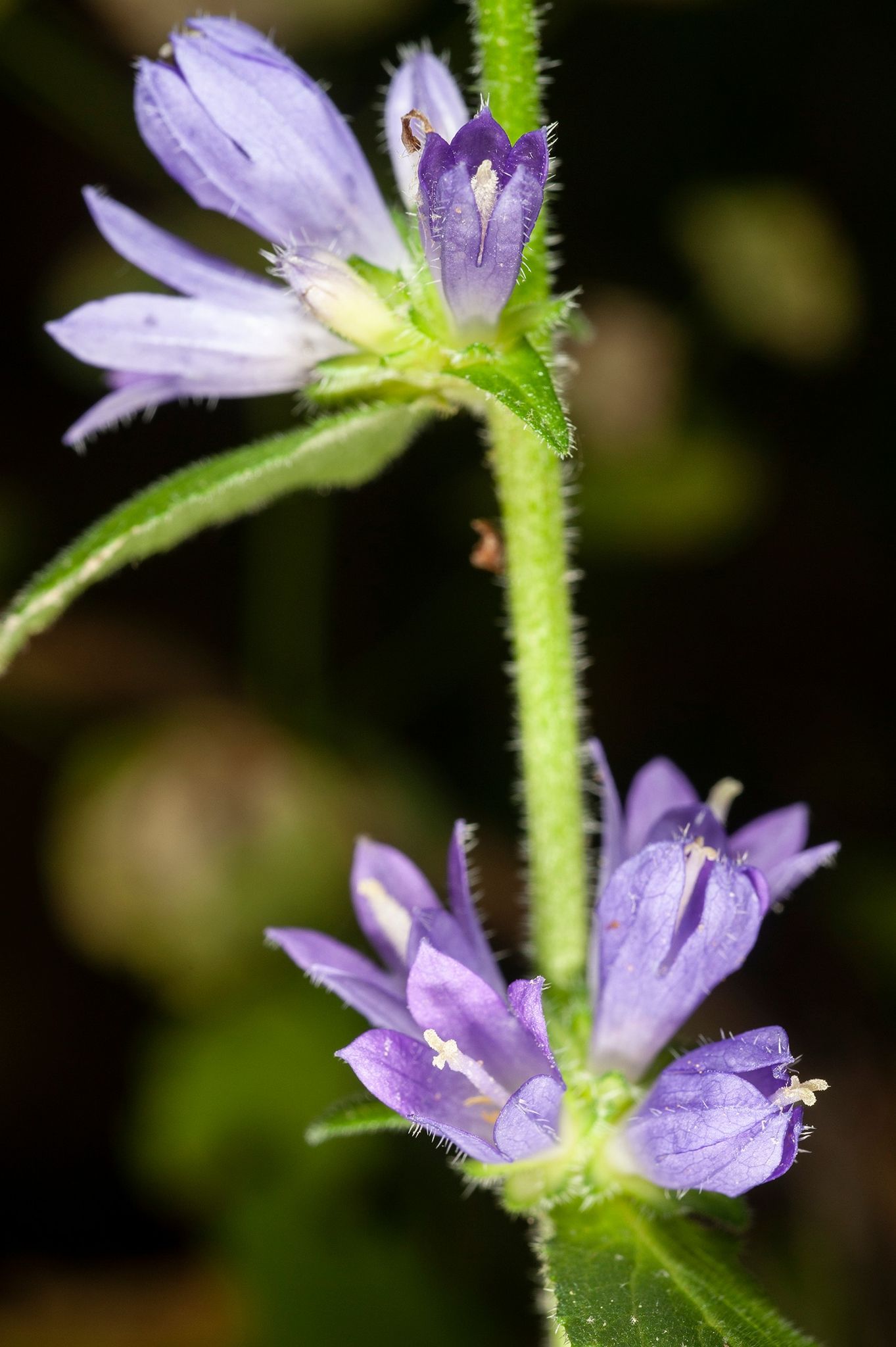 Campanula+pangea