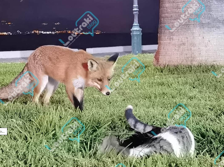 loutraki_gata_alepou.png loutraki_gata_alepou