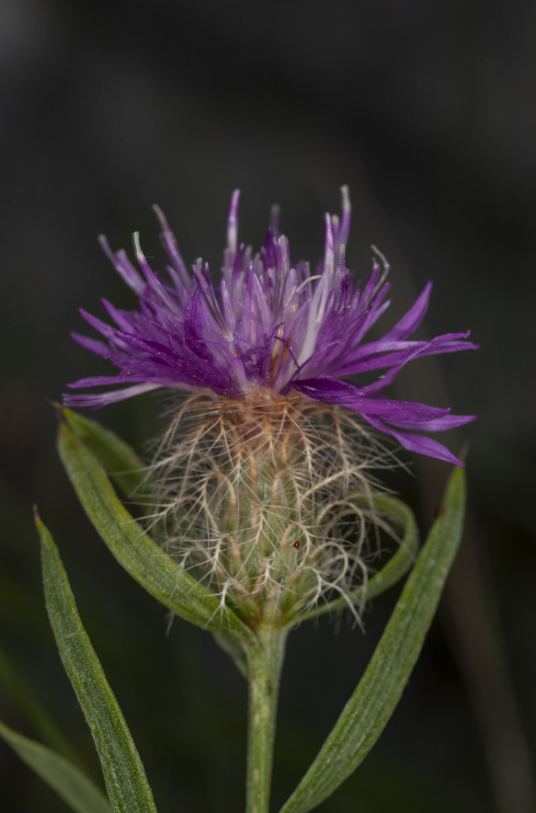 Campanula_pangea