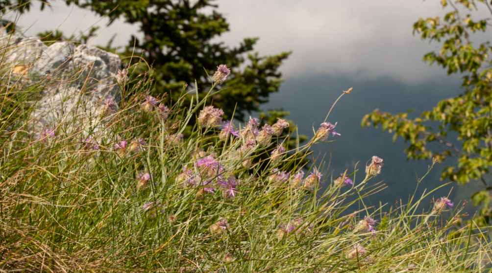 Campanula_pangea