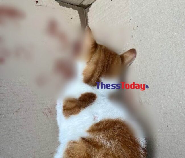 gataki.jpg γατάκι