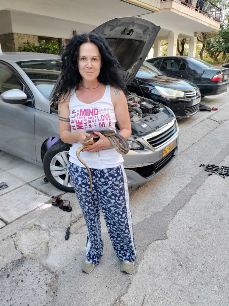 fidi-kapo-autokinito.jpg Φίδι κρύφτηκε σε καπό αυτοκινήτου