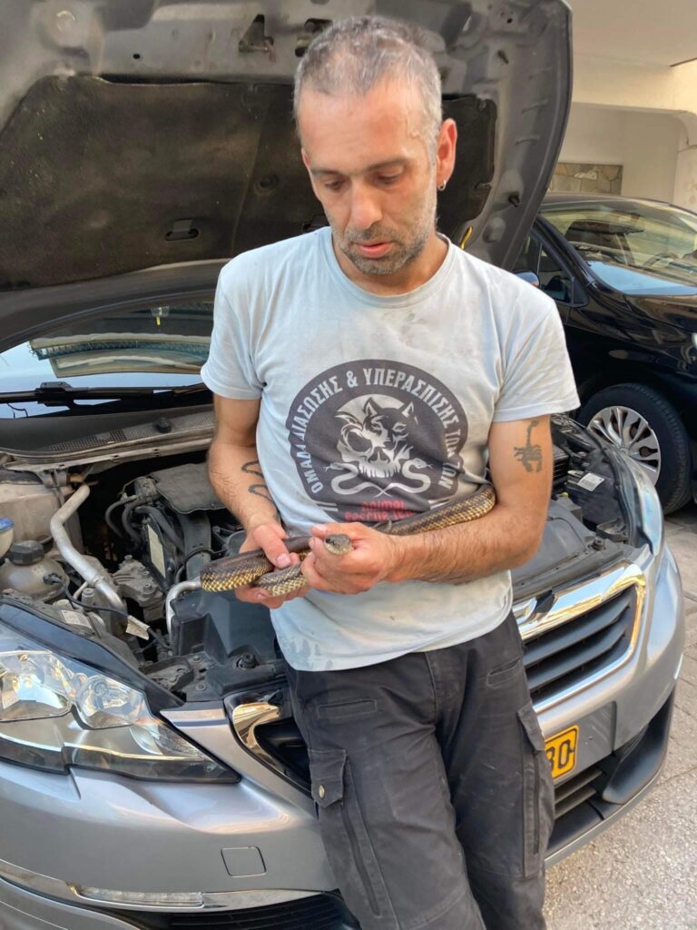fidi-kapo-autokinito2.jpg Φίδι κρύφτηκε σε καπό αυτοκινήτου