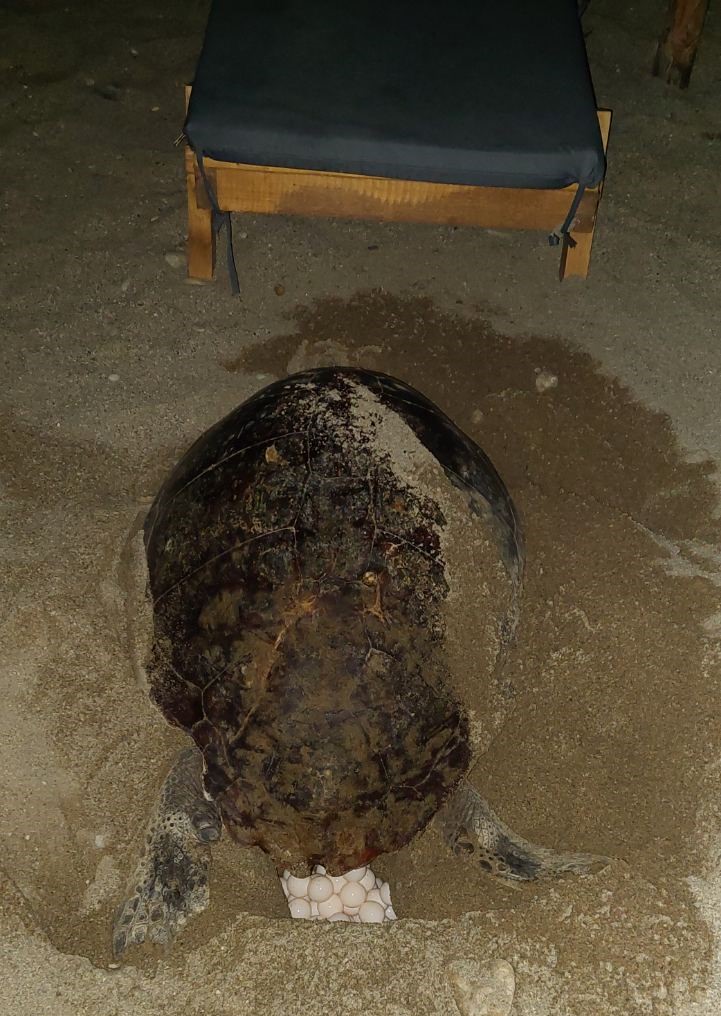 Χελώνα γέννησε τα αυγά της ανάμεσα στις ξαπλώστρες 