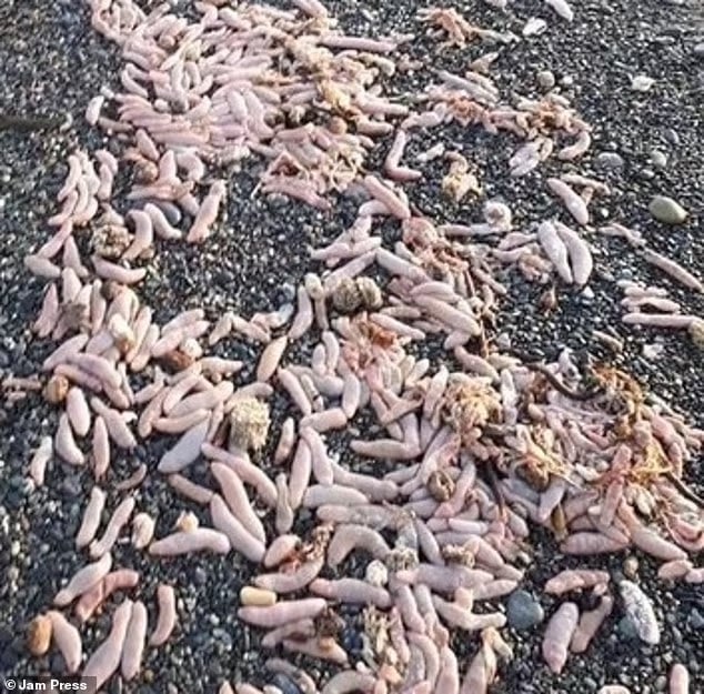  Χιλιάδες ψάρια σε σχήμα φαλλού ξεβράστηκαν σε παραλίες