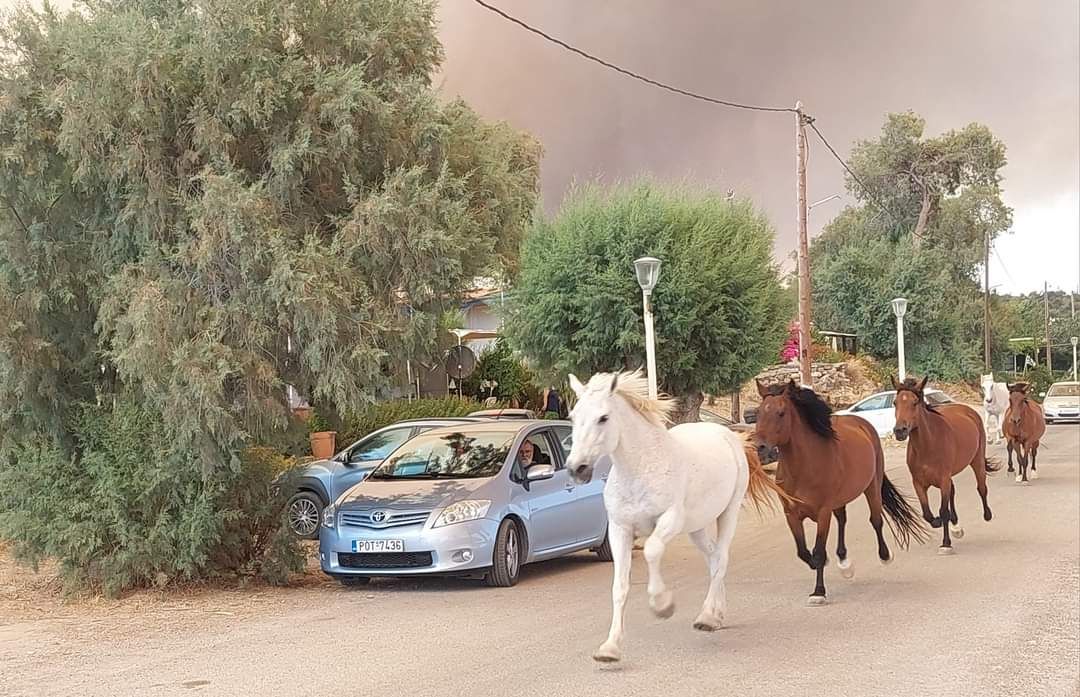 pyrkagia_rodos_aloga.jpg pyrkagia_rodos_aloga