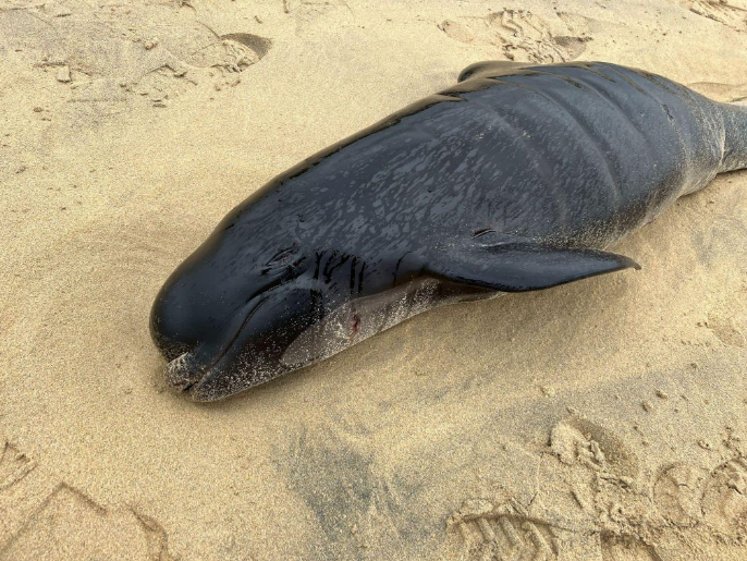 delfinia.png delfinia