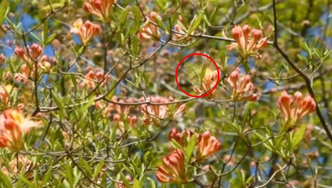lusi-petalouda.jpg Λύση στην οφθαλμαπάτη με πεταλούδα
