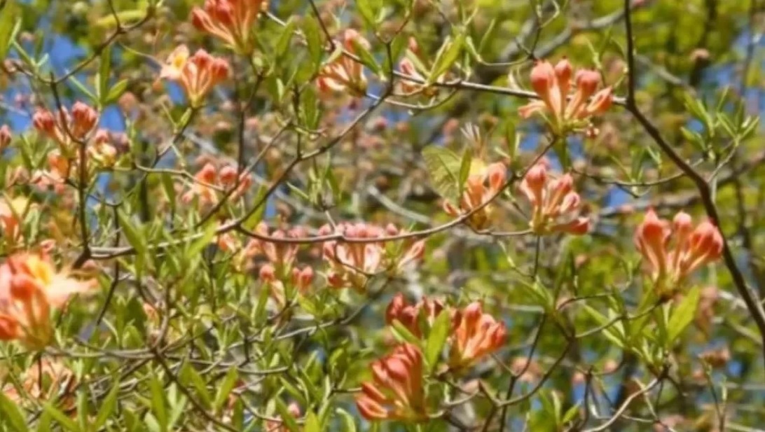 ofth-petalouda.jpg Οφθαλμαπάτη με πεταλούδα