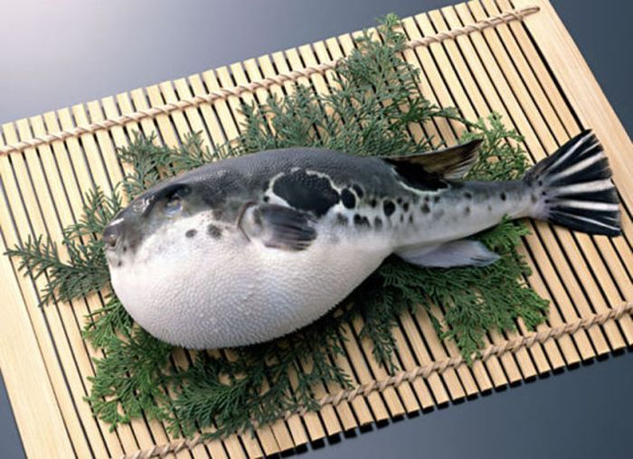 fugu.jpg φουγκου