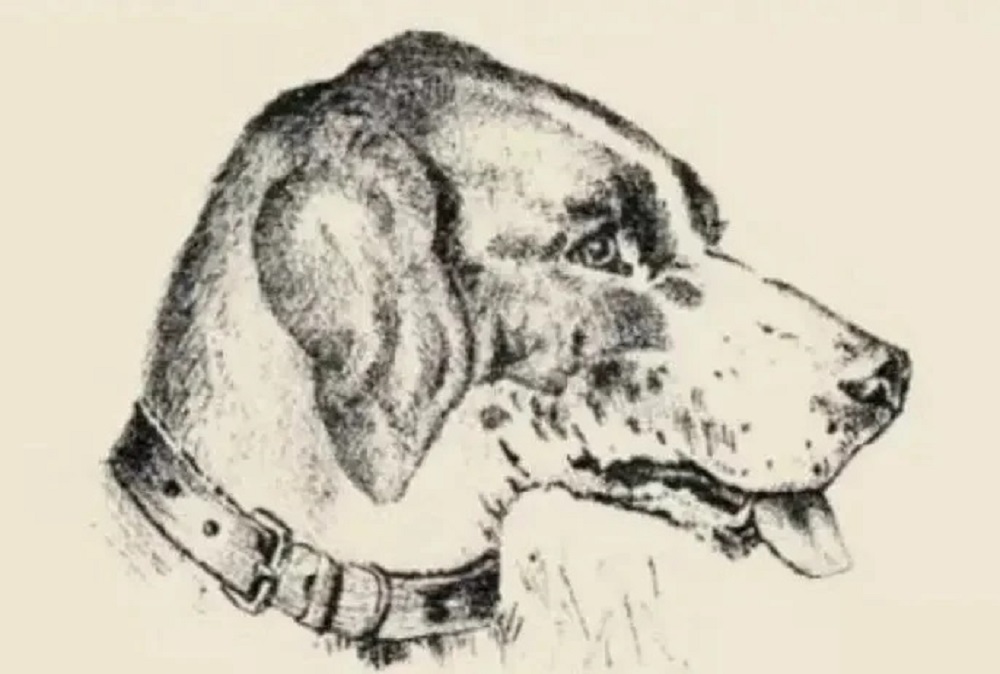 Οφθαλμαπάτη με σκύλο