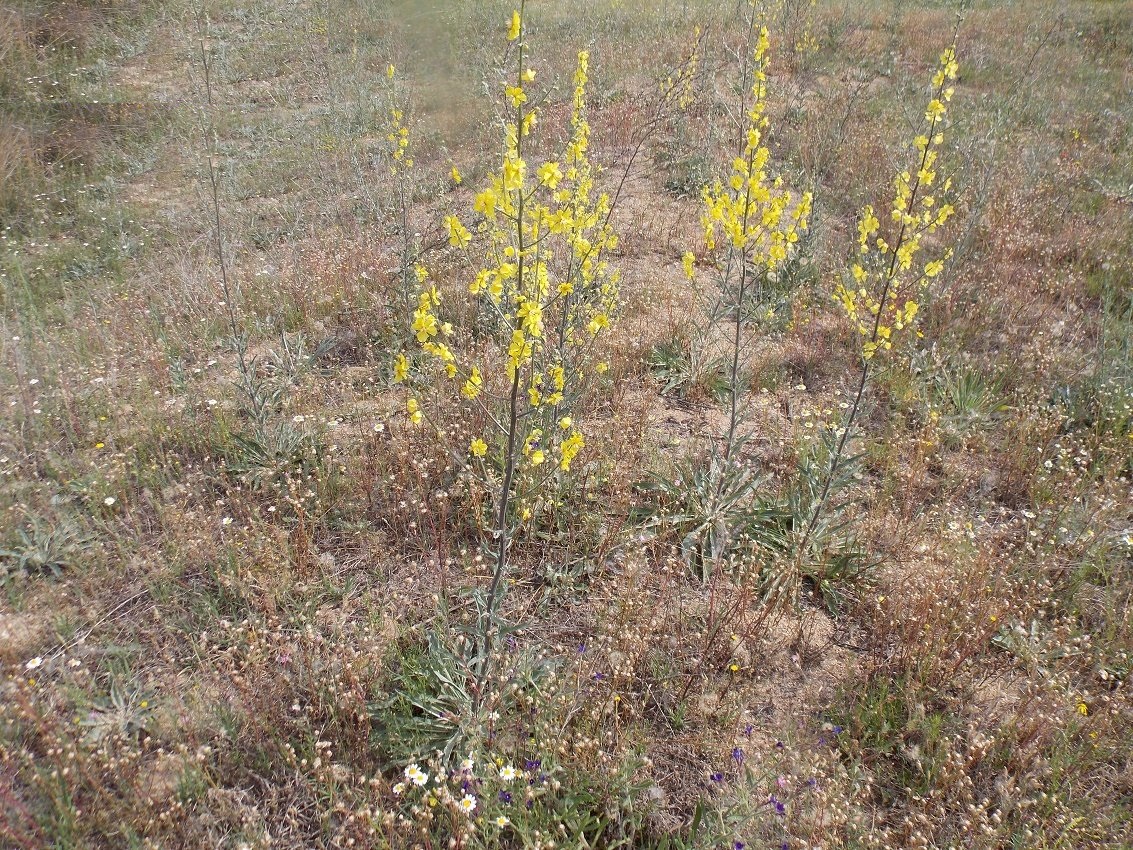verbascum_salicifolium.jpg κιλκις2